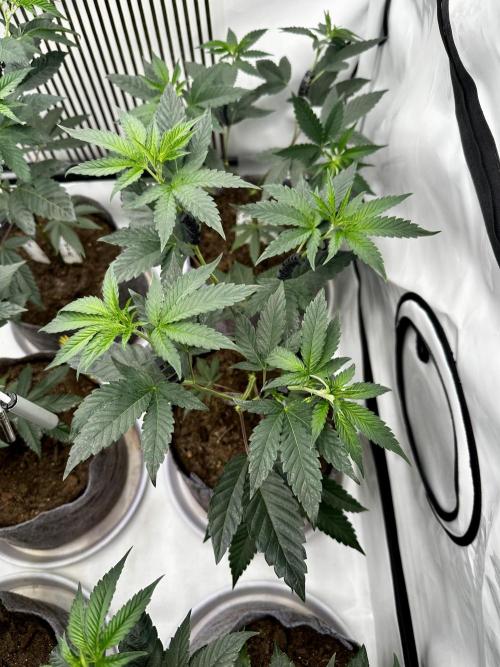 Skywalker kush Keeper Hunt LS Run #1. Week 6 - Flo Day 01 SK 06
