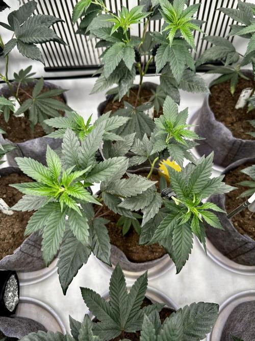 Skywalker kush Keeper Hunt LS Run #1. Week 6 - Flo Day 01 SK 05