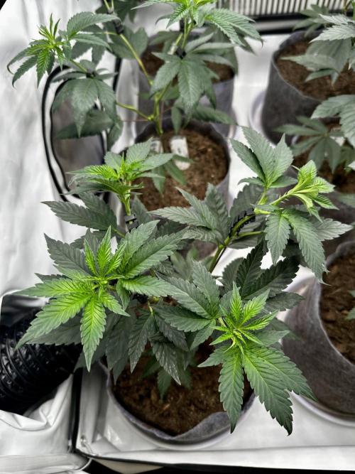 Skywalker kush Keeper Hunt LS Run #1. Week 6 - Flo Day 01 SK 07