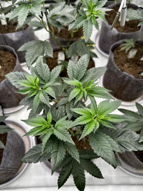 Skywalker kush Keeper Hunt LS Run #1. Week 6 - Flo Day 01 SK 08