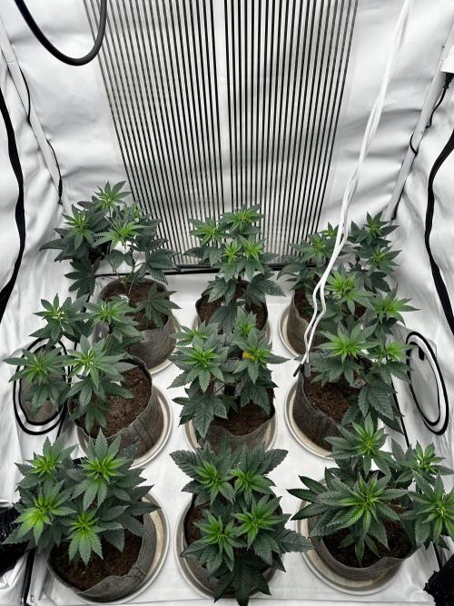 Skywalker kush Keeper Hunt LS Run #1. Week 6 - Flo Day 01 