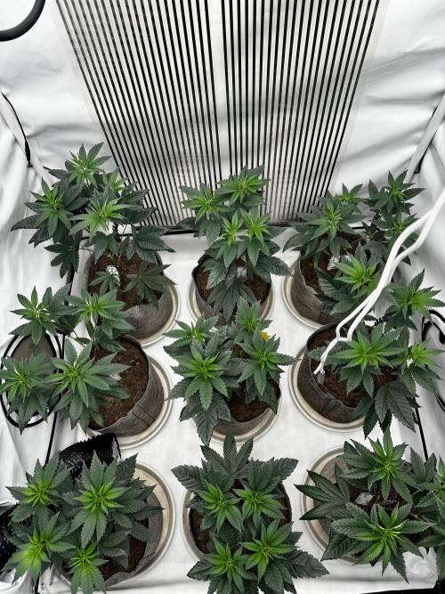 Skywalker kush Keeper Hunt LS Run #1. Week 6 - Flo Day 01 