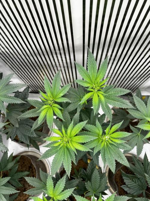 Skywalker kush Keeper Hunt LS Run #1. Week 7 - Flo Day 7 SK 02