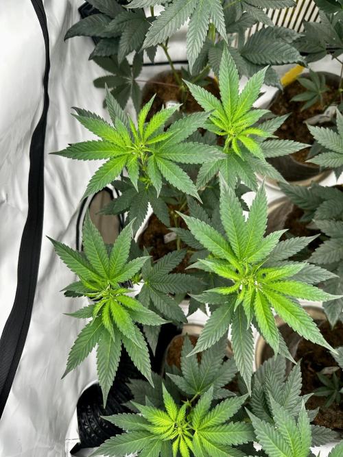 Skywalker kush Keeper Hunt LS Run #1. Week 7 - Flo Day 7 SK 04