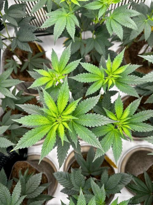Skywalker kush Keeper Hunt LS Run #1. Week 7 - Flo Day 7 SK 05