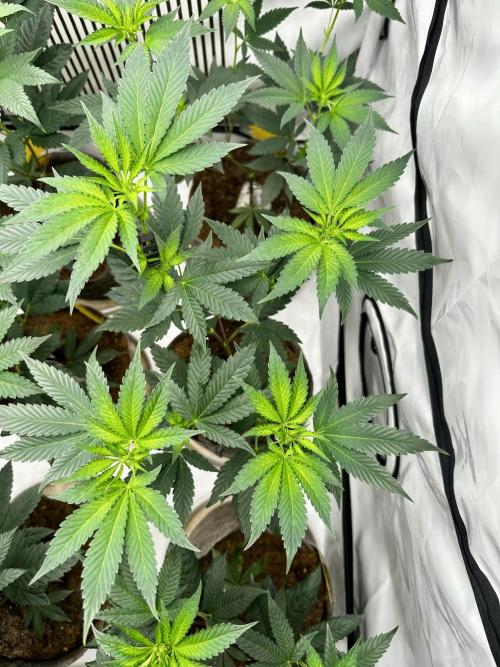 Skywalker kush Keeper Hunt LS Run #1. Week 7 - Flo Day 7 SK 06