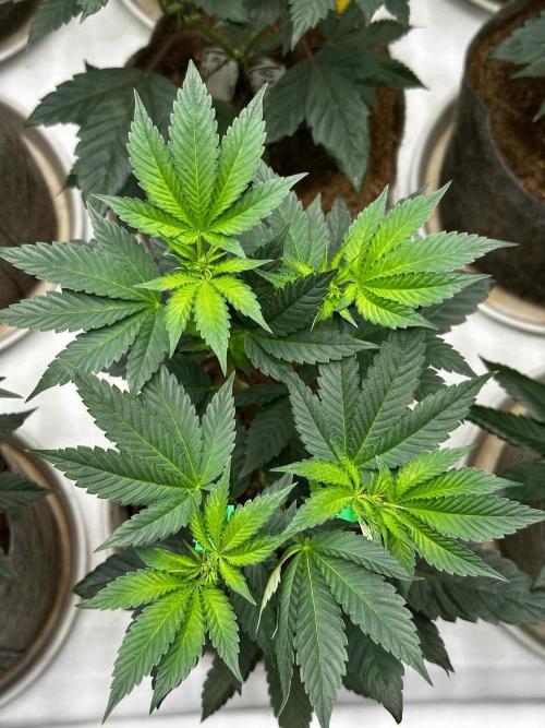 Skywalker kush Keeper Hunt LS Run #1. Week 7 - Flo Day 7 SK 08