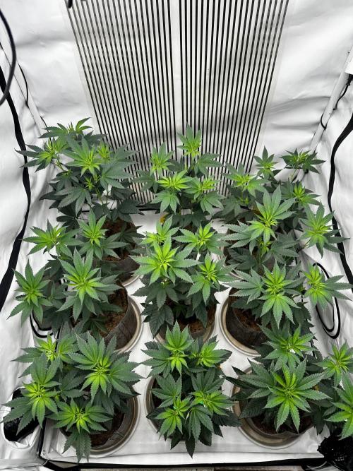 Skywalker kush Keeper Hunt LS Run #1. Week 7 - Flo Day 7 