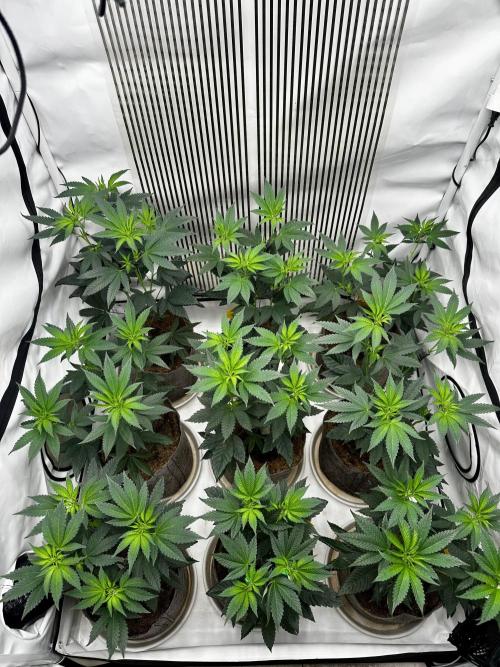 Skywalker kush Keeper Hunt LS Run #1. Week 7 - Flo Day 7 