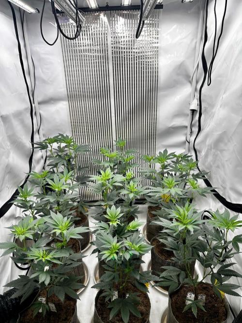 Skywalker kush Keeper Hunt LS Run #1. Week 7 - Flo Day 7 