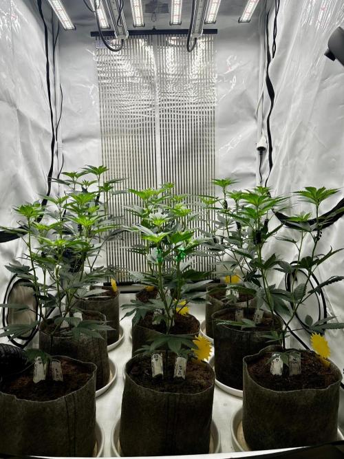 Skywalker kush Keeper Hunt LS Run #1. Week 7 - Flo Day 7 