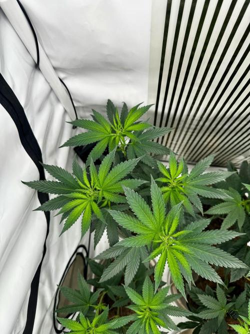 Skywalker kush Keeper Hunt LS Run #1. Week 7 - Flo Day 7 SK 01