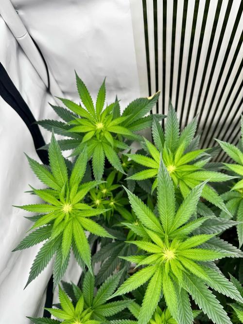 Skywalker kush Keeper Hunt LS Run #1. Week 8 - Flo Day 15 SK01