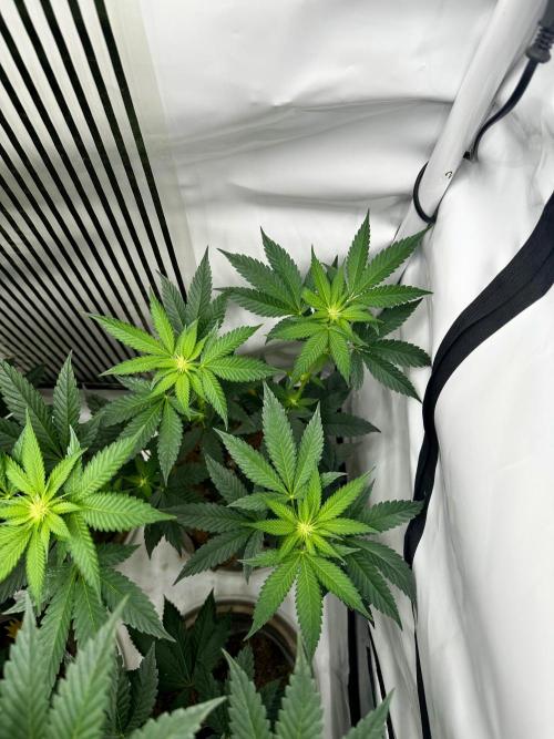 Skywalker kush Keeper Hunt LS Run #1. Week 8 - Flo Day 15 SK03