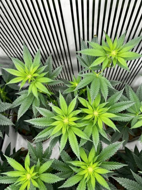 Skywalker kush Keeper Hunt LS Run #1. Week 8 - Flo Day 15 SK02