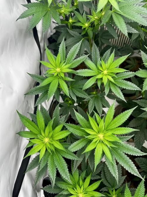 Skywalker kush Keeper Hunt LS Run #1. Week 8 - Flo Day 15 SK04
