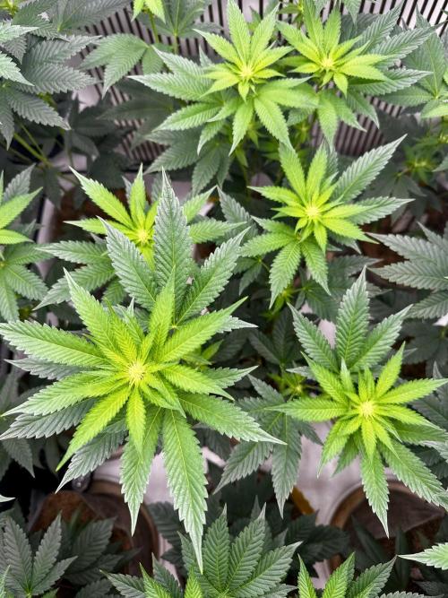 Skywalker kush Keeper Hunt LS Run #1. Week 8 - Flo Day 15 SK05