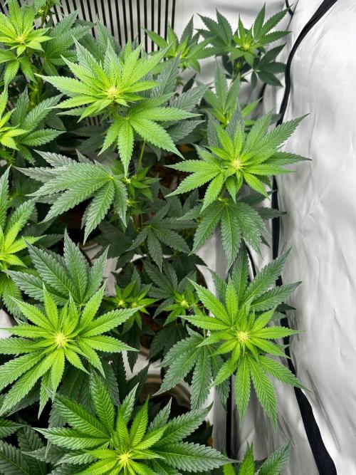 Skywalker kush Keeper Hunt LS Run #1. Week 8 - Flo Day 15 SK06