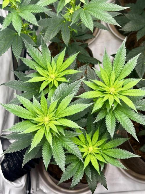 Skywalker kush Keeper Hunt LS Run #1. Week 8 - Flo Day 15 SK07