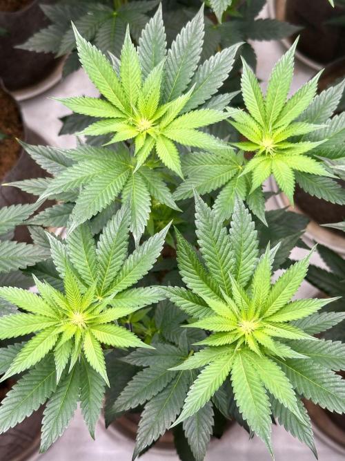Skywalker kush Keeper Hunt LS Run #1. Week 8 - Flo Day 15 SK08