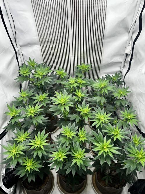 Skywalker kush Keeper Hunt LS Run #1. Week 8 - Flo Day 15