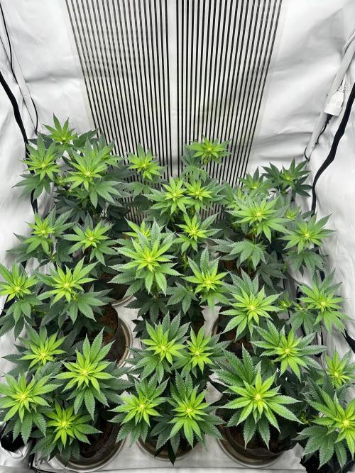 Skywalker kush Keeper Hunt LS Run #1. Week 8 - Flo Day 15