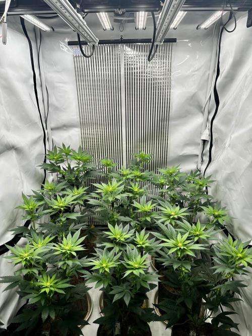 Skywalker kush Keeper Hunt LS Run #1. Week 8 - Flo Day 15
