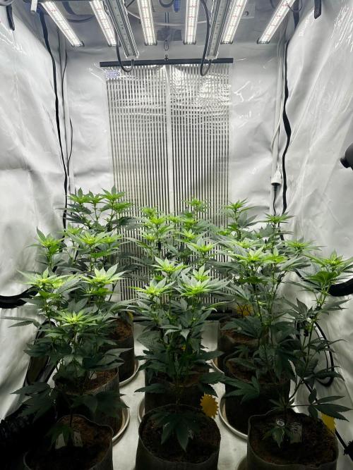 Skywalker kush Keeper Hunt LS Run #1. Week 8 - Flo Day 15