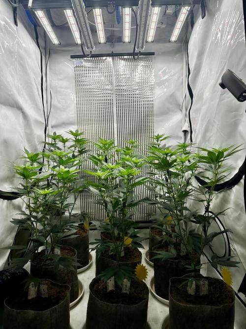Skywalker kush Keeper Hunt LS Run #1. Week 8 - Flo Day 15