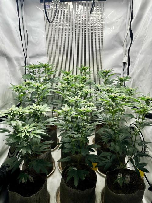 Skywalker kush Keeper Hunt LS Run #1. Week 9 - Flo Day 23
