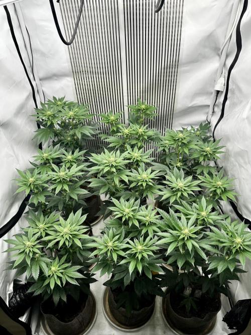 Skywalker kush Keeper Hunt LS Run #1. Week 9 - Flo Day 23