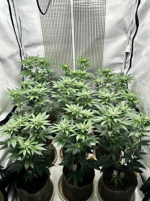 Skywalker kush Keeper Hunt LS Run #1. Week 9 - Flo Day 23