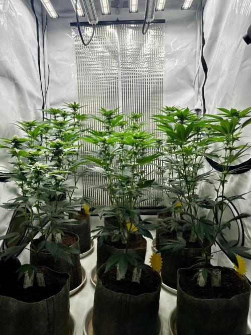 Skywalker kush Keeper Hunt LS Run #1. Week 9 - Flo Day 23