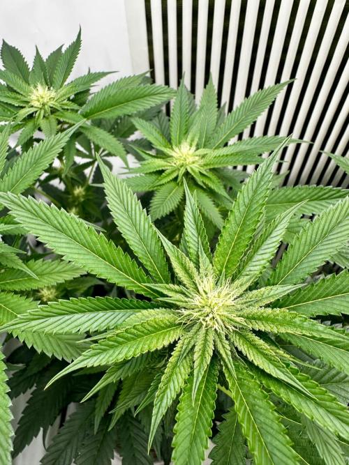 Skywalker kush Keeper Hunt LS Run #1. Week 9 - Flo Day 23 SK1