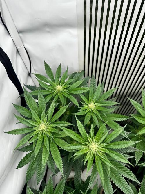 Skywalker kush Keeper Hunt LS Run #1. Week 9 - Flo Day 23 SK1