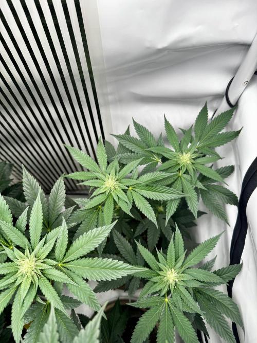 Skywalker kush Keeper Hunt LS Run #1. Week 9 - Flo Day 23 SK3