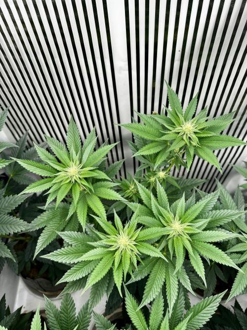 Skywalker kush Keeper Hunt LS Run #1. Week 9 - Flo Day 23 SK2