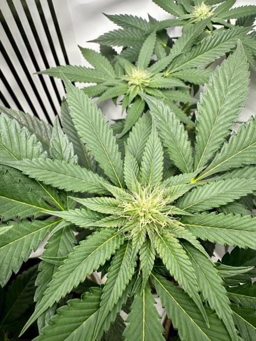 Skywalker kush Keeper Hunt LS Run #1. Week 9 - Flo Day 23 SK3