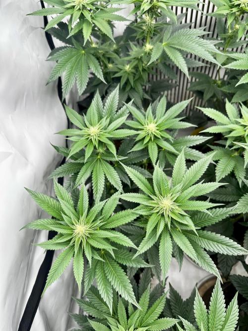 Skywalker kush Keeper Hunt LS Run #1. Week 9 - Flo Day 23 SK4