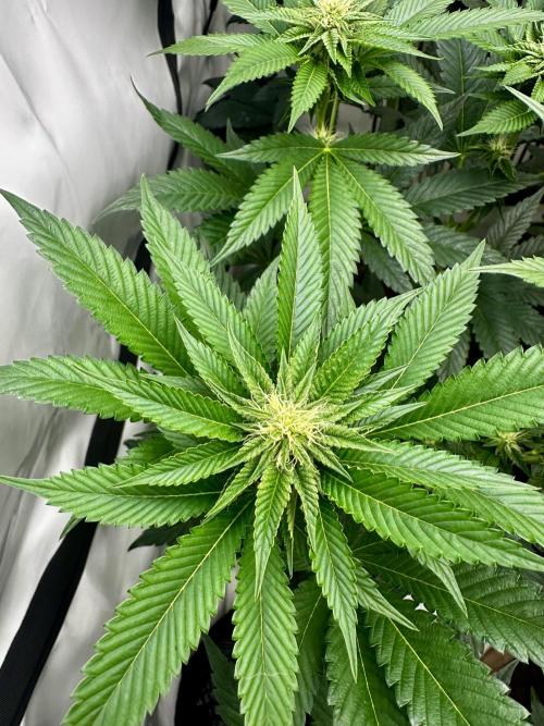 Skywalker kush Keeper Hunt LS Run #1. Week 9 - Flo Day 23 SK4