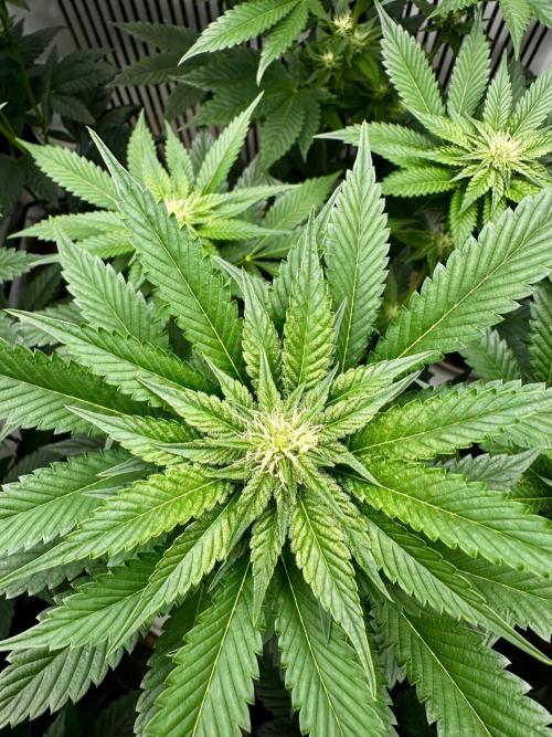 Skywalker kush Keeper Hunt LS Run #1. Week 9 - Flo Day 23 SK5