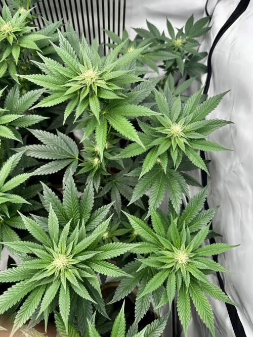 Skywalker kush Keeper Hunt LS Run #1. Week 9 - Flo Day 23 SK6