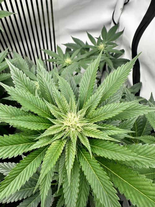 Skywalker kush Keeper Hunt LS Run #1. Week 9 - Flo Day 23 SK6