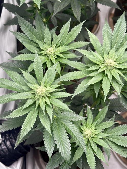 Skywalker kush Keeper Hunt LS Run #1. Week 9 - Flo Day 23 SK7