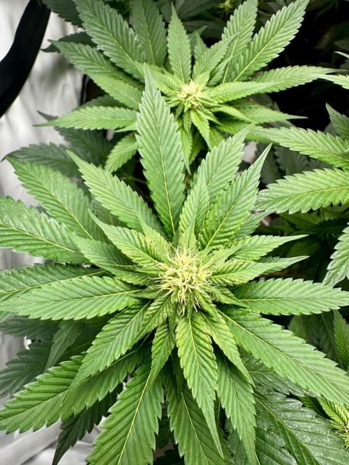 Skywalker kush Keeper Hunt LS Run #1. Week 9 - Flo Day 23 SK7