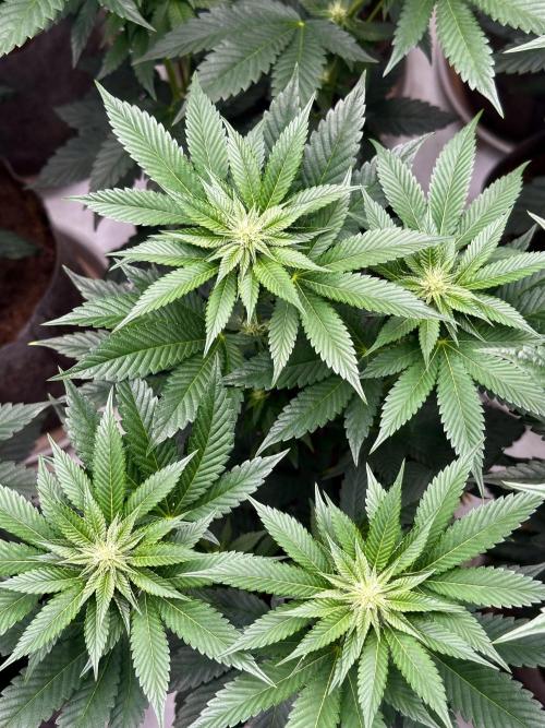 Skywalker kush Keeper Hunt LS Run #1. Week 9 - Flo Day 23 SK8