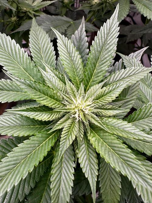 Skywalker kush Keeper Hunt LS Run #1. Week 9 - Flo Day 23 SK8