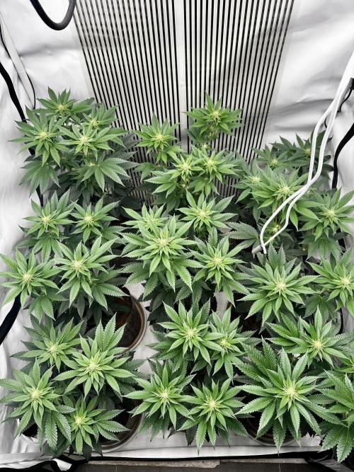 Skywalker kush Keeper Hunt LS Run #1. Week 9 - Flo Day 23