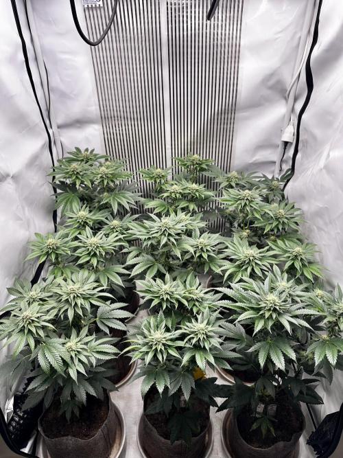Skywalker kush Keeper Hunt LS Run #1. Week 10 - Flo Day 30