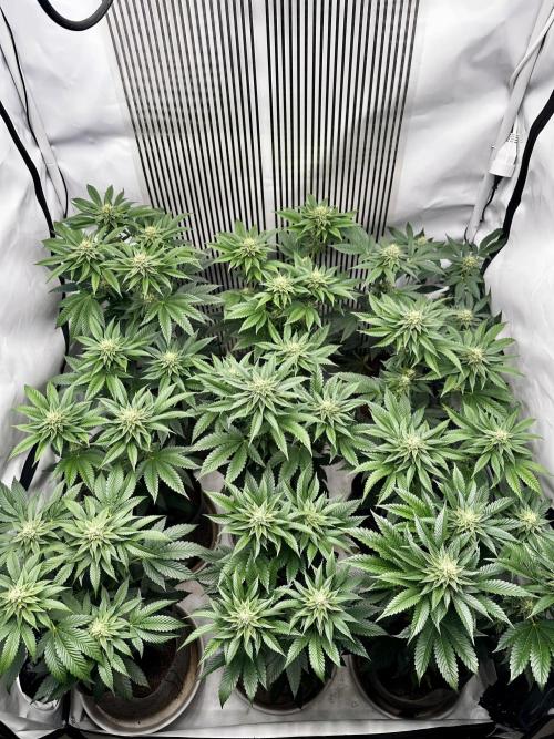 Skywalker kush Keeper Hunt LS Run #1. Week 10 - Flo Day 30